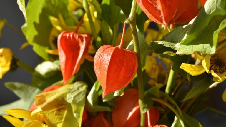 Cultiver Le Physalis Dans Votre Jardin Potager